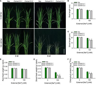 Rice Na+-Permeable Transporter OsHAK12 Mediates Shoots Na+ Exclusion in Response to Salt Stress